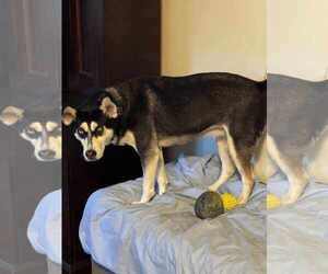 Siberian Husky-Unknown Mix Dogs for adoption in Holly Springs, NC, USA