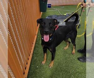 Rottweiler-Unknown Mix Dogs for adoption in Las Vegas, NV, USA