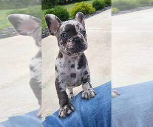 French Bulldog Puppy for sale in FRANKLIN, IN, USA