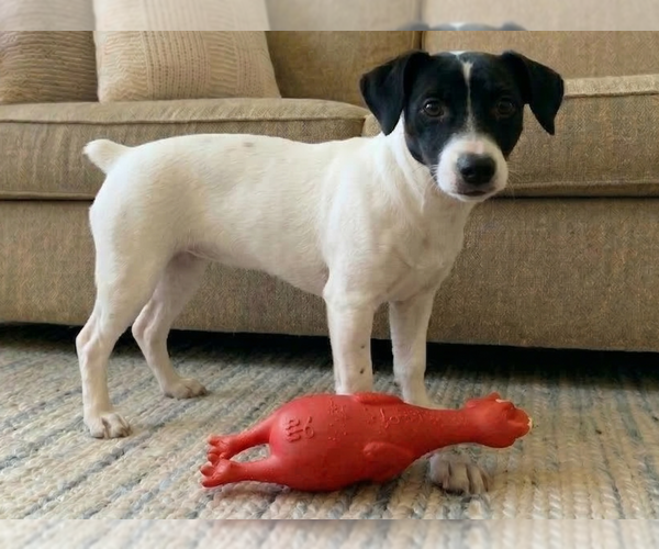 Medium Photo #4 Jack Russell Terrier Puppy For Sale in Grovertown, IN, USA