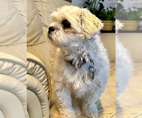 Medium Photo #3 Shih Tzu-Unknown Mix Puppy For Sale in Brights Grove, Ontario, Canada