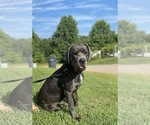 Small Photo #1 Cane Corso Puppy For Sale in RIDGEWAY, VA, USA