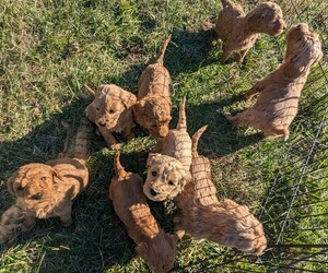 Goldendoodle-Poodle (Standard) Mix Puppy for Sale in MORGANTON, North Carolina USA