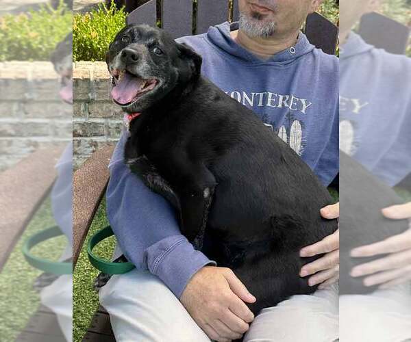 Medium Photo #7 Labrador Retriever-Unknown Mix Puppy For Sale in Kennesaw, GA, USA
