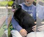 Small Photo #7 Labrador Retriever-Unknown Mix Puppy For Sale in Kennesaw, GA, USA