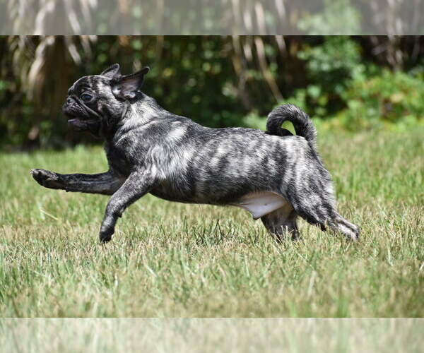 Medium Photo #9 Pug Puppy For Sale in PALM COAST, FL, USA