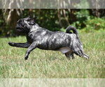 Small #8 Pug