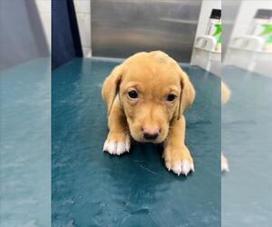 Dachshund-Unknown Mix Dogs for adoption in Mobile, AL, USA