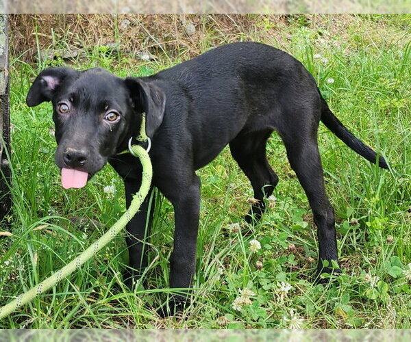 Medium Photo #3 Catahoula Leopard Dog-Labrador Retriever Mix Puppy For Sale in Wetumpka, AL, USA