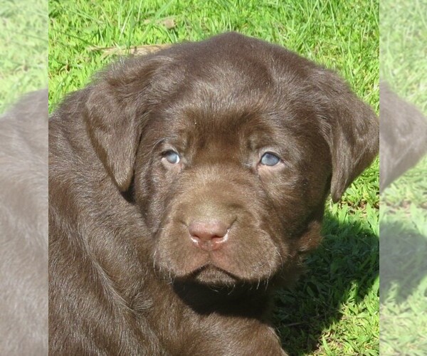 Medium Photo #3 Labrador Retriever Puppy For Sale in NEW PARIS, IN, USA