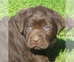 Small #2 Labrador Retriever