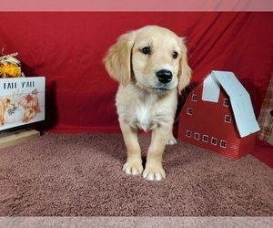 Medium Golden Retriever
