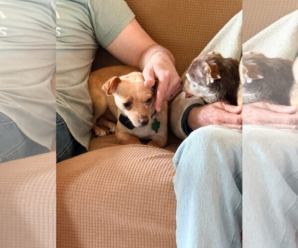 Medium Photo #4 Chihuahua-Unknown Mix Puppy For Sale in New London, WI, USA