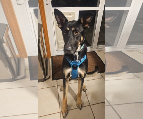 Medium Photo #3 German Shepherd Dog-Unknown Mix Puppy For Sale in New London, WI, USA