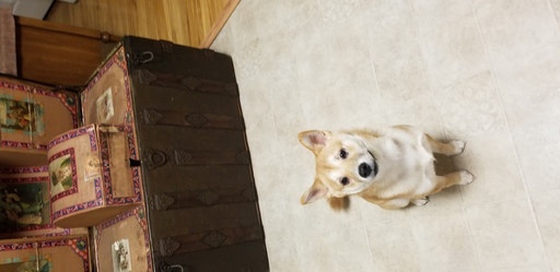 Medium Photo #1 Shiba Inu Puppy For Sale in MORGANTOWN, WV, USA