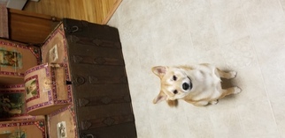 Shiba Inu Puppy for sale in MORGANTOWN, WV, USA