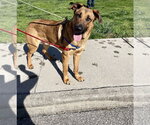 Small #2 German Shepherd Dog Mix