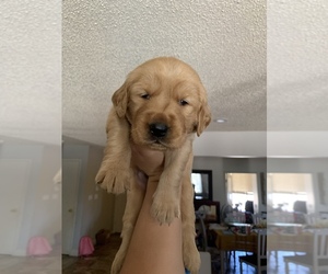 Golden Retriever Puppy for sale in MADERA, CA, USA