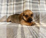 Small Photo #17 Puggle Puppy For Sale in LAKELAND, FL, USA