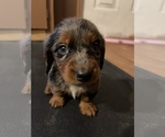 Small Photo #14 Dachshund Puppy For Sale in ROCK HILL, SC, USA
