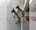 Small #15 Belgian Malinois