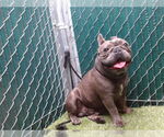 Small French Bulldog