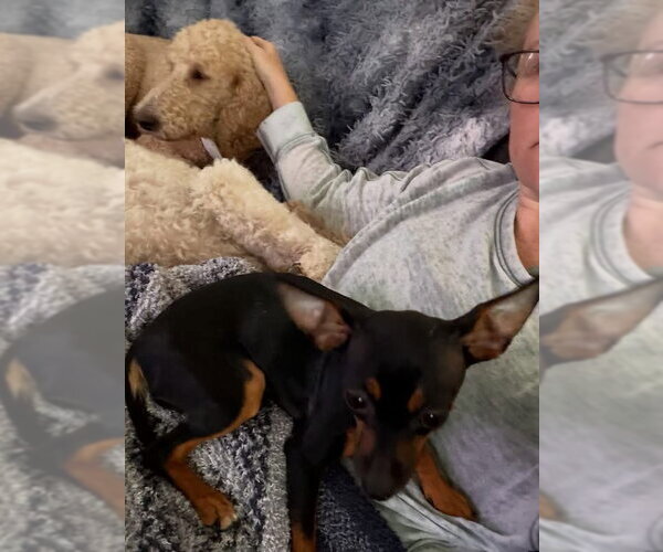 Medium Photo #1 Miniature Pinscher-Unknown Mix Puppy For Sale in Orlando, FL, USA
