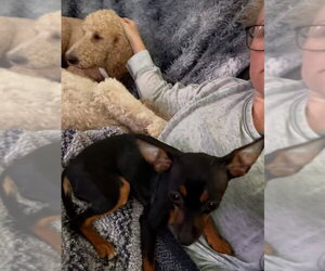 Miniature Pinscher-Unknown Mix Dogs for adoption in Orlando, FL, USA