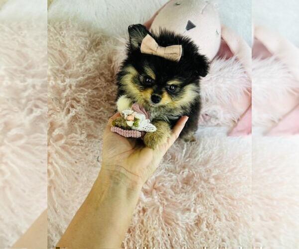 Medium Photo #8 Pomeranian Puppy For Sale in WEST PALM BEACH, FL, USA