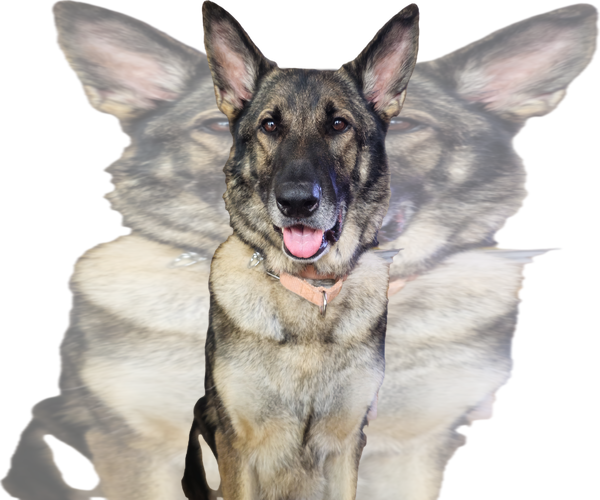 Medium Photo #2 German Shepherd Dog Puppy For Sale in Centreville, VA, USA