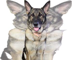 Duke 7431 - Male German Shepherd Dog Dog for Adoption - Photo #2