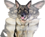 Small #1 German Shepherd Dog