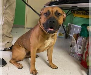 Mutt Dogs for adoption in Ames, IA, USA