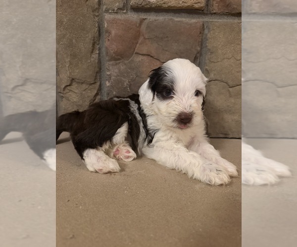 Medium Photo #6 Portuguese Water Dog Puppy For Sale in SWARTZ CREEK, MI, USA