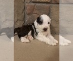 Spot - Male Portuguese Water Dog Puppy for Sale - Photo #6