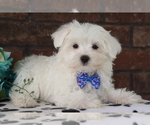 Small Photo #2 Maltese Puppy For Sale in SHILOH, OH, USA