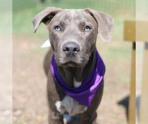 American Staffordshire Terrier-Unknown Mix Dogs for adoption in San Antonio, TX, USA