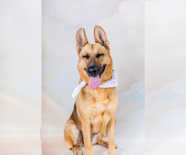 Medium Photo #2 German Shepherd Dog Puppy For Sale in Pasadena, CA, USA