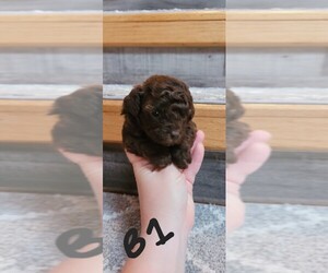 Poodle (Miniature)-Poovanese Mix Puppy for sale in LIBERTY, TN, USA
