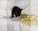 Small #10 French Bulldog