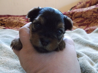 Yorkshire Terrier Puppy for sale in COPALIS BEACH, WA, USA