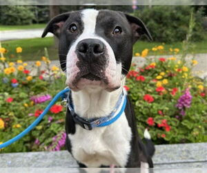 American Pit Bull Terrier-Unknown Mix Dogs for adoption in Anchorage, AK, USA