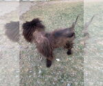 Small #1 Chow Chow