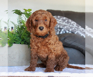 Labradoodle-Poodle (Miniature) Mix Puppy for sale in GORDONVILLE, PA, USA