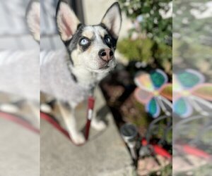 Huskies -Labrador Retriever Mix Dogs for adoption in San Diego, CA, USA