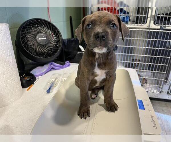 Medium Photo #1 American Staffordshire Terrier-Unknown Mix Puppy For Sale in Grand Prairie, TX, USA