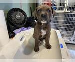 Small American Staffordshire Terrier Mix