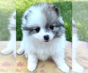 Pomeranian Puppy for sale in LISLE, IL, USA