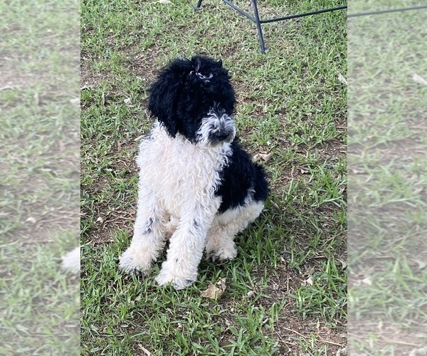 Medium Photo #6 Goldendoodle Puppy For Sale in SALUDA, SC, USA
