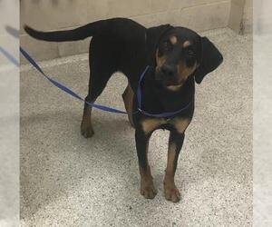 Labrador Retriever-Unknown Mix Dogs for adoption in Conroe, TX, USA